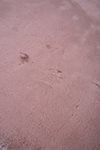 Lapin Skin - Pink 07